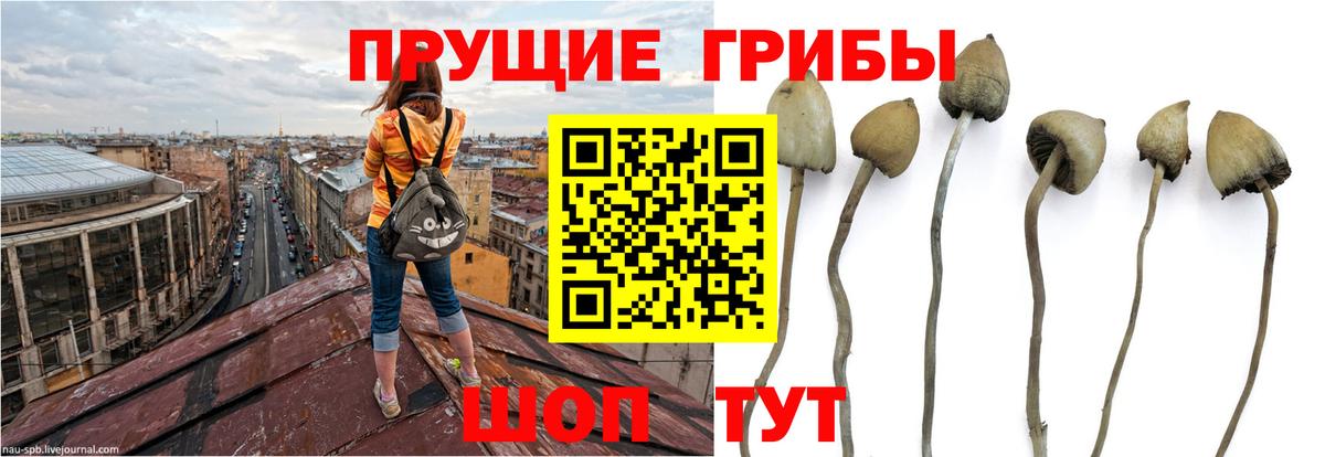 Таганрог  Галлюциногенные грибы прущие грибы  Псилоцибиновые грибы мухоморы  Вход с VPN 